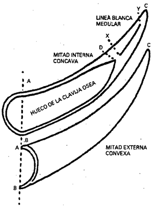 Imagen: /datos/imagenes/disp/1996/54/04945_002.png